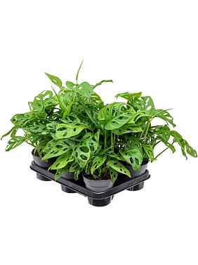 Монстера Обликва