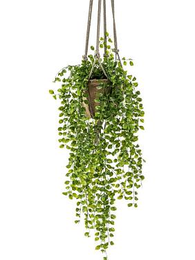 Фикус Пумила ампельный в подвесном горшке искусственный