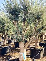 Оливковое дерево (Олива европейская) H275 D100 см