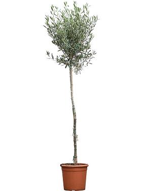 Оливковое дерево (Олива европейская)