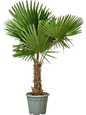 Трахикарпус Форчуна Трахикарпус Форчуна