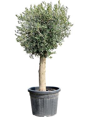 Оливковое дерево (Олива европейская)