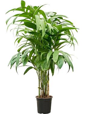 Арека Триандра трехтычинковая