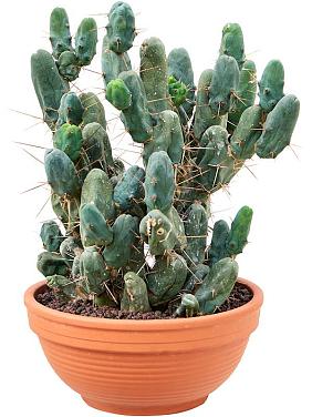 Трихоцереус Бриджеса Монстроза Трихоцереус Бриджеса Монстроза