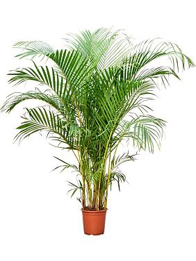 Арека Хризалидокарпус (Дипсис желтоватый)