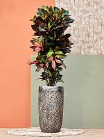 Кротон (Кодиеум) Миссис Айстон H145 D30 см