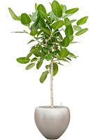 Кашпо Baq metallic silver leaf couple matt light champagne (с техническим горшком) D50 H45 см Кашпо Baq metallic silver leaf couple matt light champagne (с техническим горшком) D50 H45 см