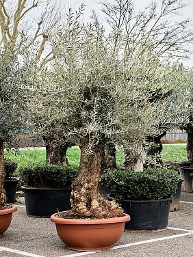 Оливковое дерево (Олива европейская)