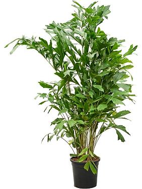 Кариота Митис мягкая Кариота Митис мягкая