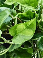 Эпипремнум Глобал Грин ампельный H30 D15 см