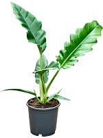 Филодендрон Нарроу Эскейп H30 D13 см