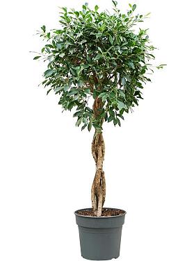 Фикус Микрокарпа Нитида переплетенный Фикус Микрокарпа Нитида переплетенный