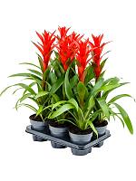 Гузмания Остара красная H60 D13 см