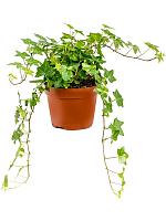 Плющ Хедера Хеликс Питтсбург H20 D13 см