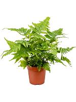 Дриоптерис Эритросора H40 D12 см