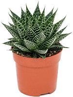 Гастерия Аврора гибрид H15 D11 см