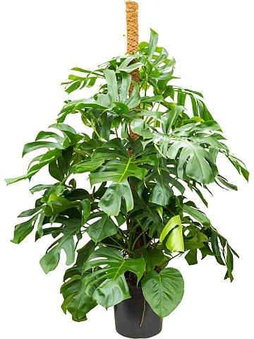 Монстера Делициоза (деликатесная) на опоре