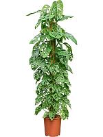Монстера Обликва на опоре H180 D27 см
