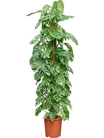 Монстера Обликва на опоре