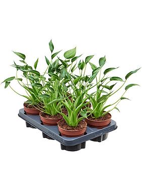 Алоказия Тини Дансер Алоказия Тини Дансер