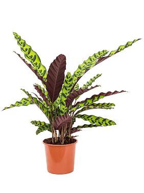 Калатея Лансифолия Калатея Лансифолия