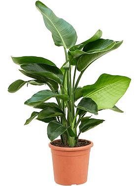 Стрелиция Николая Стрелиция Николая