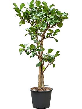 Фикус Лирата многоствольный Фикус Лирата многоствольный