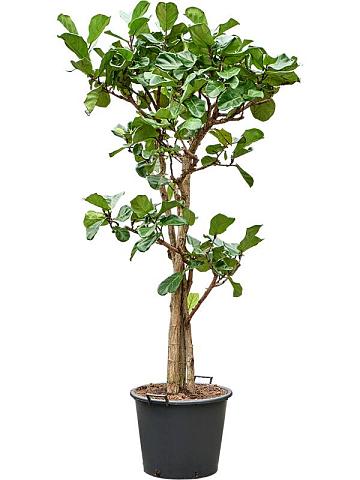 Фикус Лирата многоствольный Фикус Лирата многоствольный