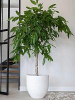 Кашпо Cas pot cool grey D36 H32 см Кашпо Cas pot cool grey D36 H32 см