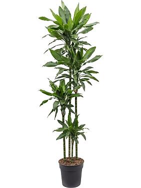 Драцена Фрагранс Джанет Линд 4 ствола Драцена Фрагранс Джанет Линд 4 ствола