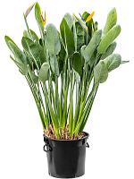 Стрелиция Королевская Регина H130 D40 см