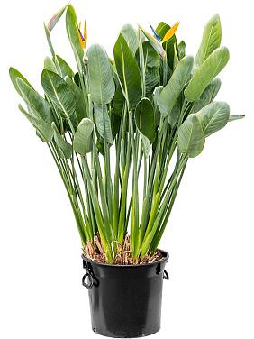 Стрелиция Королевская Регина Стрелиция Королевская Регина