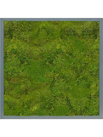 Картина из мха mdf ral 7016 satin gloss 100% flat moss Картина из мха mdf ral 7016 satin gloss 100% flat moss