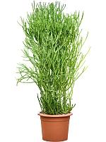 Молочай Тирукалли H120 D35 см