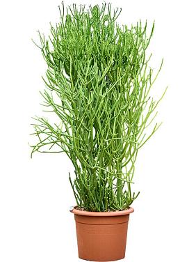 Молочай Тирукалли Молочай Тирукалли