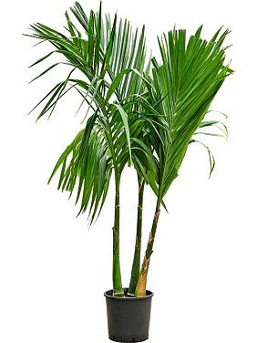 Бетелевая пальма (Арека Катеху) 3 ствола