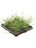 Мюленбекия Комплекса Маори H10 D6 см