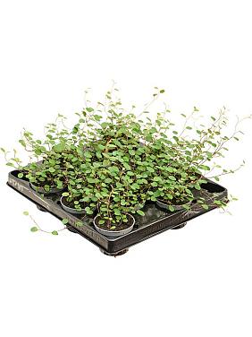 Мюленбекия Комплекса Маори Мюленбекия Комплекса Маори