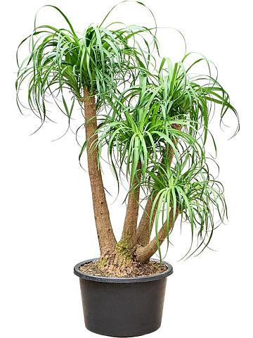 Нолина (Бокарнея отогнутая) разветвленная