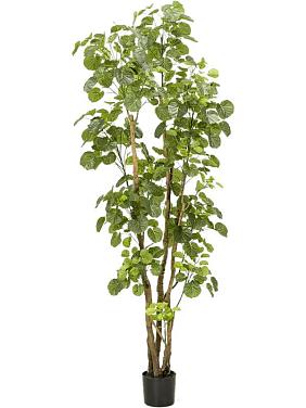 Полисциас искусственный Полисциас искусственный