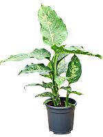 Диффенбахия Спотти H70 D17 см