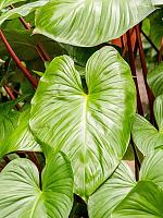 Хомаломена Рубесценс Мэгги H75 D24 см Хомаломена Рубесценс Мэгги H75 D24 см