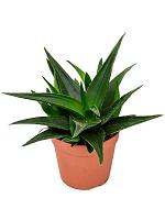 Хавортия Пентагона Вест Джого H25 D12 см