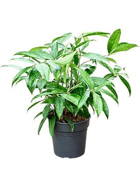 Драцена Суркулоза (Годсефа) Драцена Суркулоза (Годсефа)