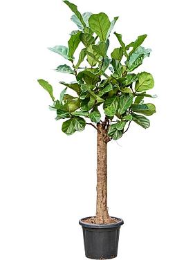 Фикус Лирата Фикус Лирата