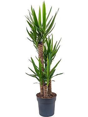 Юкка Слоновая 3 ствола