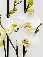 Фаленопсис Silhouette 2 ствола H75 D12 см