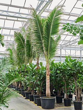 Кокосовая пальма (Кокос Нуцифера)