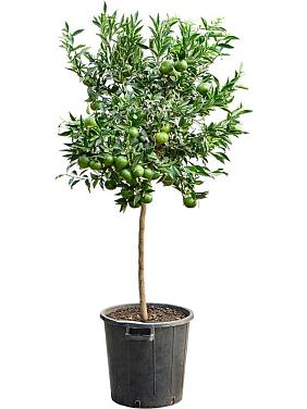 Мандариновое дерево Мандариновое дерево