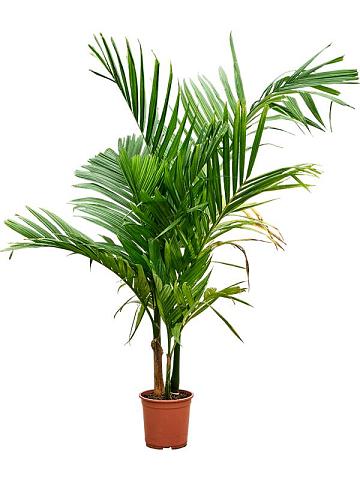 Бетелевая пальма (Арека Катеху) 3 ствола